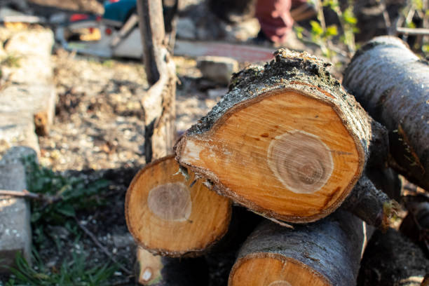 How Our Tree Care Process Works  in  Ridgway, CO